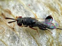 Attēlu rezultāti vaicājumam “Torymidae”