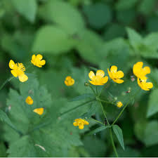 Attēlu rezultāti vaicājumam “Ranunculus lanuginosus flower”