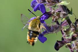 Attēlu rezultāti vaicājumam “Hemaris tityus”