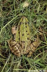 Attēlu rezultāti vaicājumam “Pelophylax juvenile”