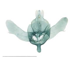 Attēlu rezultāti vaicājumam “Roeslerstammia erxlebella”