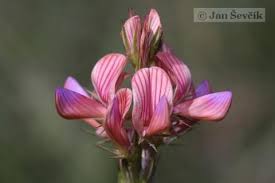 Image result for Onobrychis viciifolia