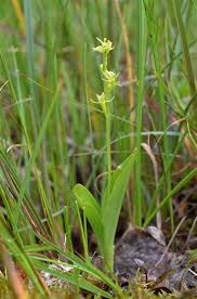 Attēlu rezultāti vaicājumam “Liparis loeselii”