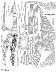Attēlu rezultāti vaicājumam “Pohlia cruda”