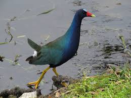 Attēlu rezultāti vaicājumam “Cribraria martinii”