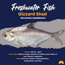 Image result for Dorosoma cepedianum