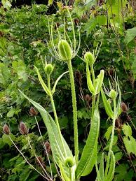 Attēlu rezultāti vaicājumam “Dipsacus fullonum flower”