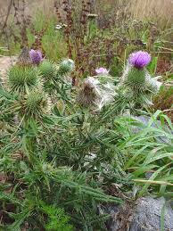 Attēlu rezultāti vaicājumam “Cirsium vulgare”