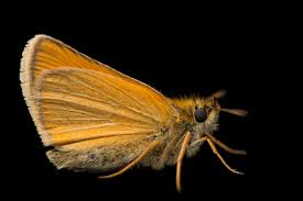 Attēlu rezultāti vaicājumam “Thymelicus lineola”