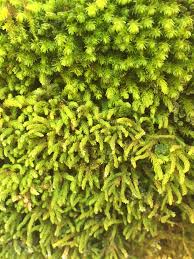 Attēlu rezultāti vaicājumam “Anomodon longifolius”