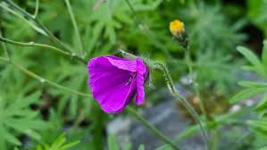 Attēlu rezultāti vaicājumam “Geranium sanguineum leaf”