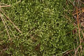 Attēlu rezultāti vaicājumam “Pleurozium schreberi”