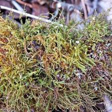 Attēlu rezultāti vaicājumam “Anomodon longifolius”