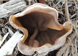 Attēlu rezultāti vaicājumam “Peziza repanda”