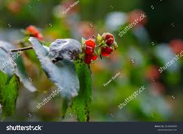 Attēlu rezultāti vaicājumam “Lonicera ferdinandii”