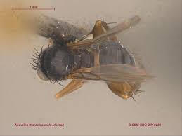 Attēlu rezultāti vaicājumam “Phoridae”