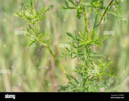 Attēlu rezultāti vaicājumam “Malva moschata alba leaf”