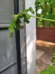 Attēlu rezultāti vaicājumam “Ichneumonidae cocoon”