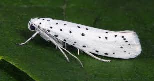 Attēlu rezultāti vaicājumam “Yponomeuta malinellus / cagnagella larva”