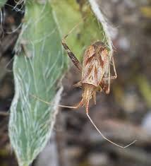 Attēlu rezultāti vaicājumam “Phytocoris varipes”