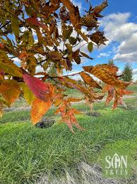 Attēlu rezultāti vaicājumam “Carpinus caroliniana male flower”