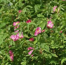 Attēlu rezultāti vaicājumam “Rosa glabrifolia”