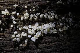 Attēlu rezultāti vaicājumam “Lachnum virgineum”