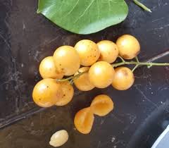 Attēlu rezultāti vaicājumam “Carex acuta fruit”