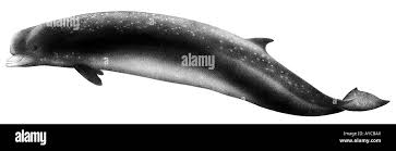 Image result for Hyperoodon ampullatus