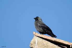 Attēlu rezultāti vaicājumam “Corvus monedula adult”