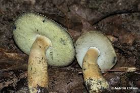 Attēlu rezultāti vaicājumam “Gyroporus cyanescens”
