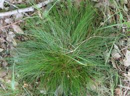 Attēlu rezultāti vaicājumam “Deschampsia flexuosa”