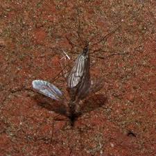 Attēlu rezultāti vaicājumam “Trichocera regelationis”