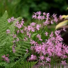 Image result for Lychnis flos-cuculi