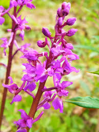 Attēlu rezultāti vaicājumam “Orchis mascula leaf”