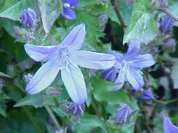 Image result for Campanula formanekiana