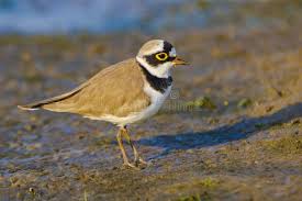 Attēlu rezultāti vaicājumam “Charadrius dubius”