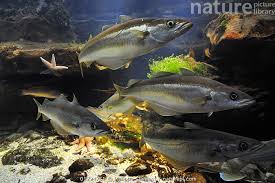 Image result for Pollachius pollachius