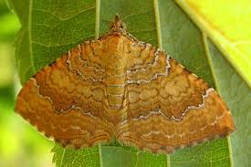 Attēlu rezultāti vaicājumam “Camptogramma bilineata”