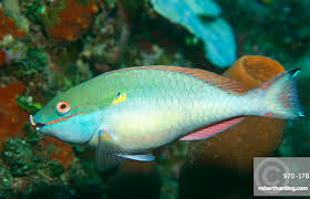 Image result for Sparisoma aurofrenatum