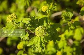 Attēlu rezultāti vaicājumam “Viburnum opulus bud”