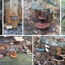 Attēlu rezultāti vaicājumam “Ischnoderma benzoinum”
