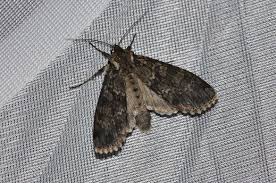 Attēlu rezultāti vaicājumam “Polia nebulosa”