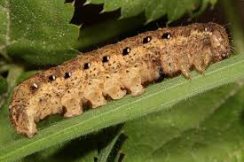 Attēlu rezultāti vaicājumam “Noctua fimbriata larva”