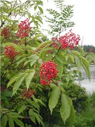 Attēlu rezultāti vaicājumam “Sambucus racemosa flower”