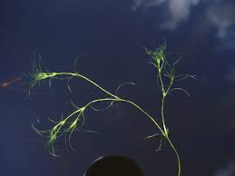 Attēlu rezultāti vaicājumam “Najas flexilis”