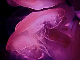 Attēlu rezultāti vaicājumam “Scyphozoa”