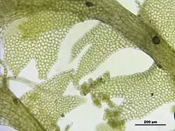 Attēlu rezultāti vaicājumam “Lophocolea minor”