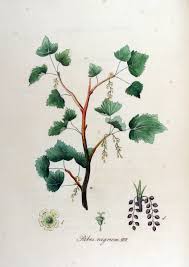 Attēlu rezultāti vaicājumam “Ribes nigrum leaf”