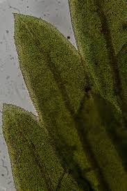 Attēlu rezultāti vaicājumam “Fissidens adianthoides sporophyte”